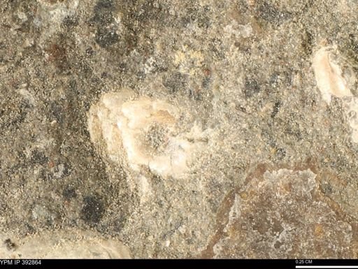 Scaphites sp.
