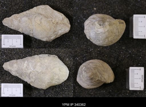 Tylostoma?