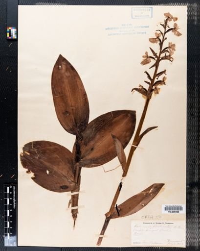 Habenaria fimbriata