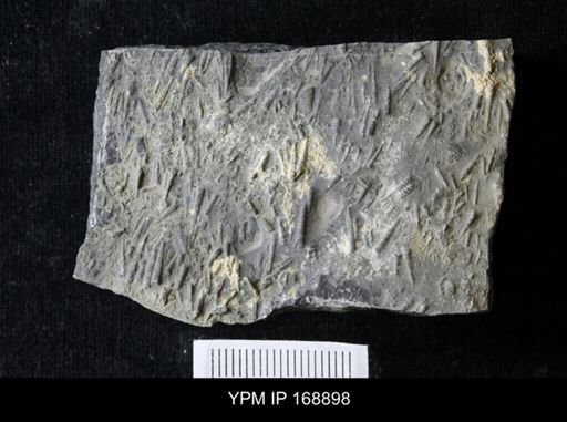 Tentaculites sp.