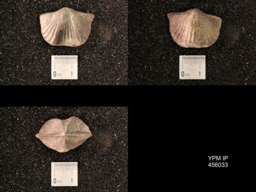 Platystrophia sublaticosta