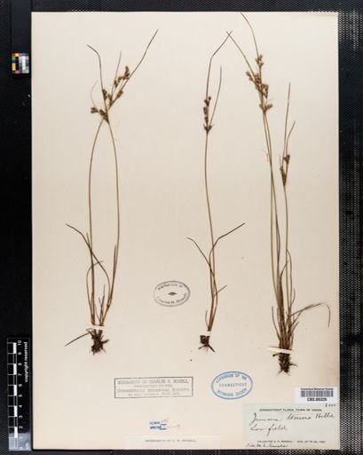 Juncus tenuis