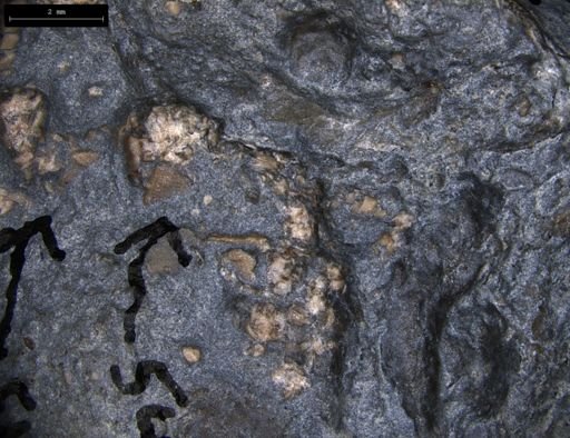 Aplocoma damesii