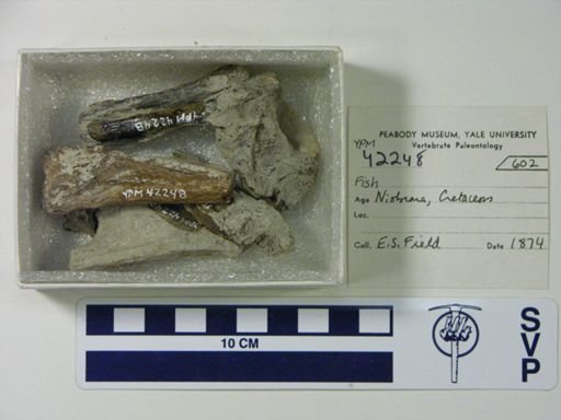 undet. Actinopterygii