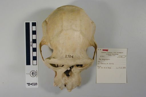 Pan troglodytes troglodytes