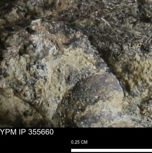 undet. Mollusca