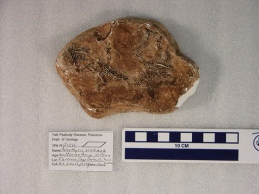 Paleothyris acadiana