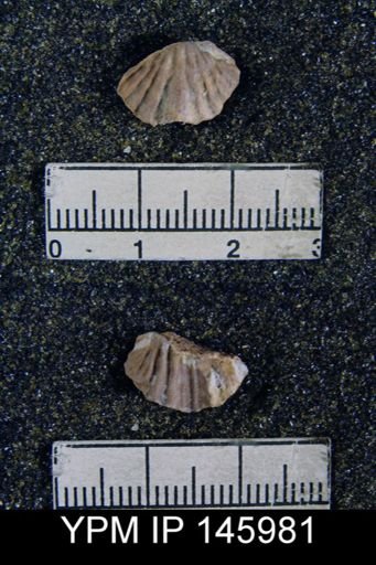 Spirifer rutarplicatus
