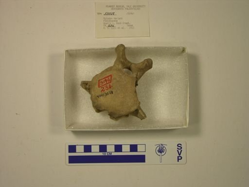 Mylodon harlani