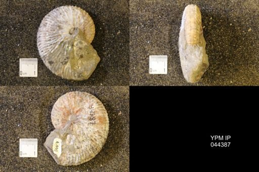 Jeletzkytes nebrascensis