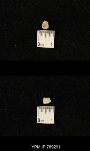 undet. Brachiopoda