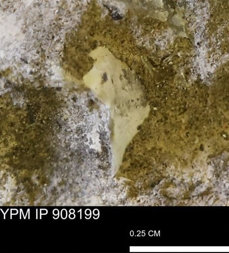 undet. Mollusca