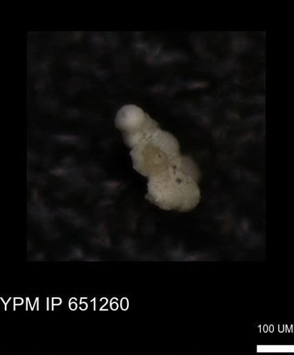 undet. Foraminiferida
