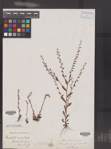 Myosotis virginica