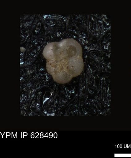 undet. Foraminiferida