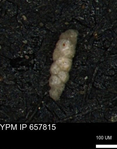 Verneuilinoides kansasensis