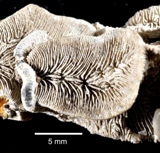 Pavonia varians