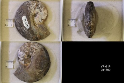 Hoploscaphites nicolletii