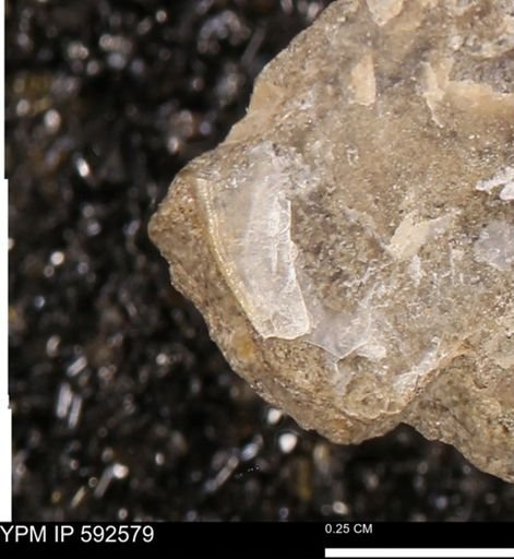 undet. Bivalvia