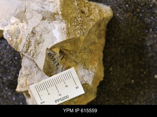 Baculites sp.