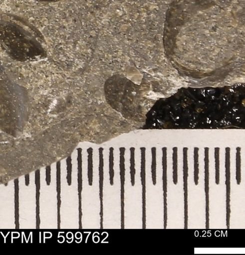 Protocardia subquadrata