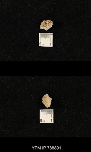 undet. Brachiopoda