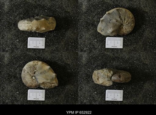 Acanthoscaphites sp.