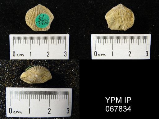 Anastrophia verneuili