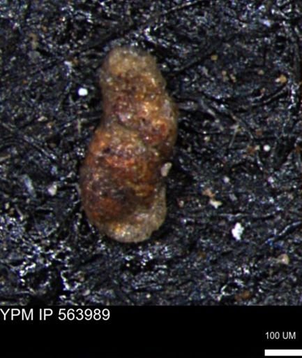 Ammobaculites obliquus