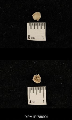 undet. Brachiopoda