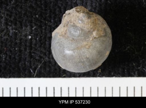 Viviparus montanaensis