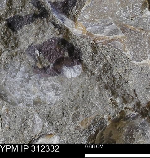 undet. Bivalvia