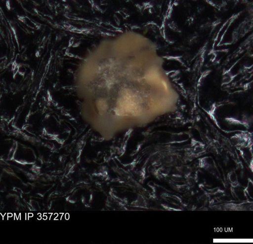 undet. Foraminiferida