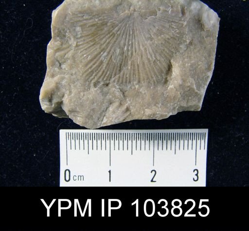Strophonella punctulifera