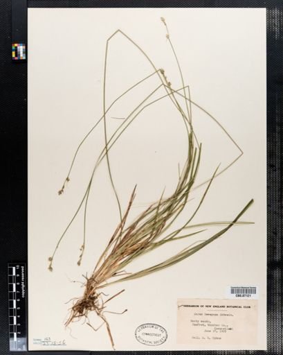 Carex deweyana
