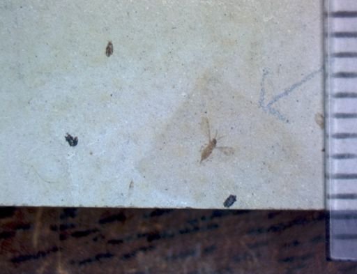 undet. Diptera