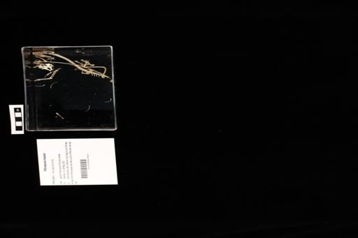Petrosaurus mearnsi