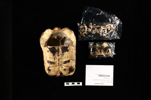 Testudo marginata