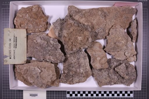 mixed taxa, stratigraphic collection