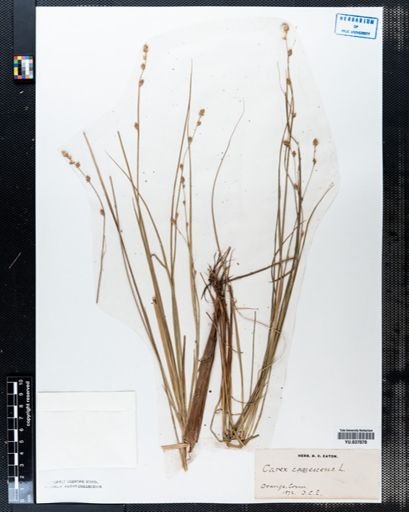 Carex canescens