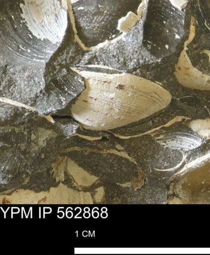 Limopsis sp.