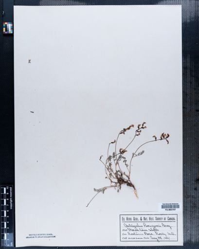 Astragalus