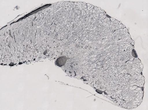 Leptotheca ohlmacheri
