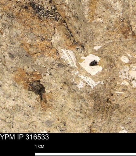 undet. Mollusca