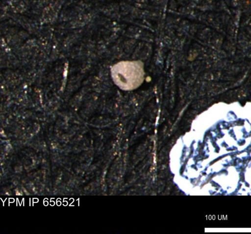 Clathrocyclas (Clathrocyclas) irrasa
