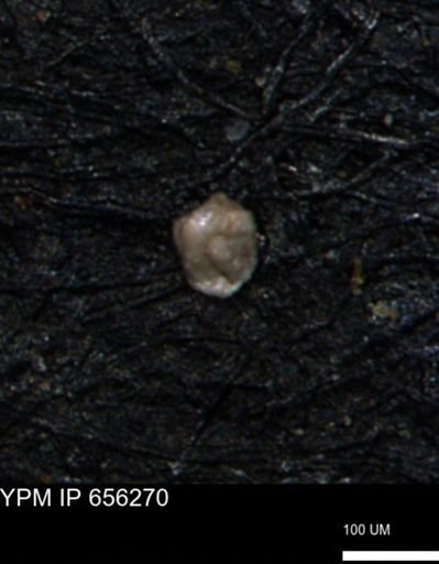 Glomospira tortuosa