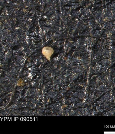 undet. Foraminiferida