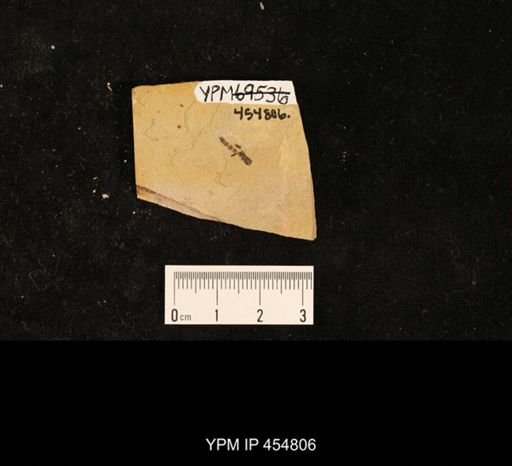 Diptera
