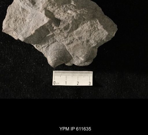 Aviculopecten sp.