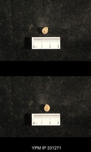 Euphemites sp.